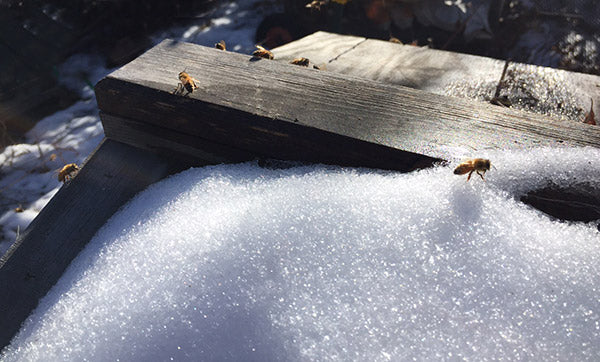 Honeybees-Winter-Warm-Day-Gone-snow