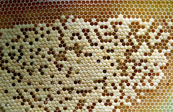 Honeycomb-Capped-Worker-Brood-Lighter-Heater-Bees
