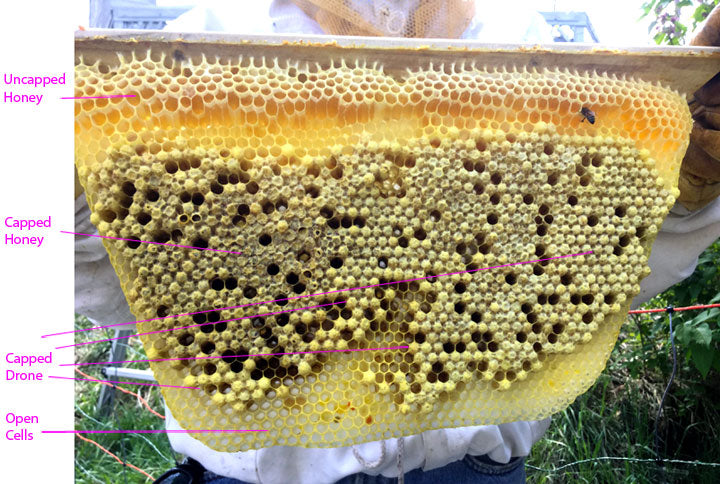 Honeycomb_New_Capped_Drone_Comb