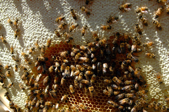 Honeycomb Newly Capped Honey in cells light yellow in color