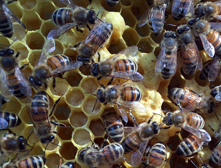 Larvae_Capped_brood_new_comb_closeup