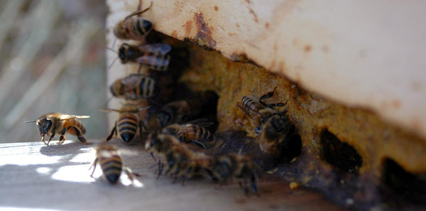 Bees Propolize their entrance of hive