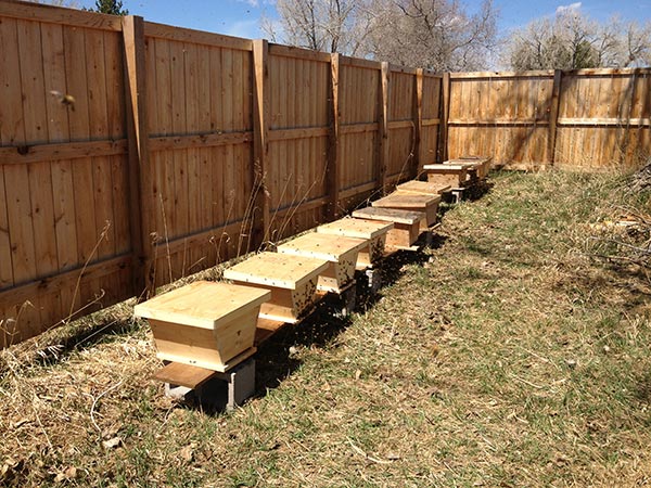 Top-Bar-Nuc-Apiary