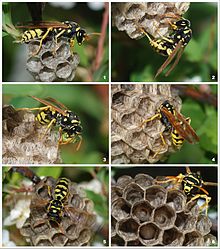Wasp-yellow-jacket-Nest