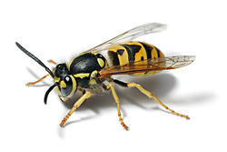 Yellow-Jacket-Wasp