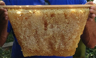 capped_honey_comb_top_bar_hive