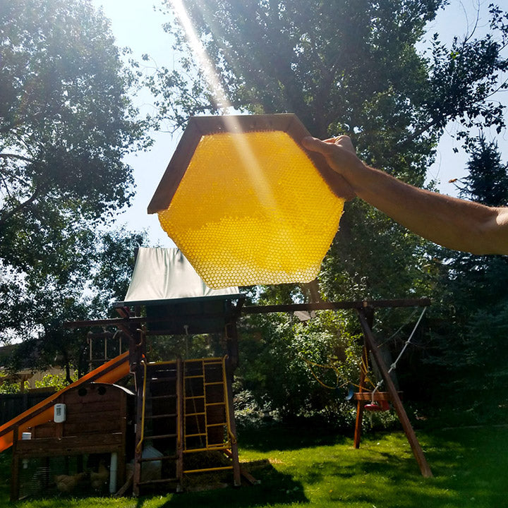 harvesting-honey-cathedral-hive-comb