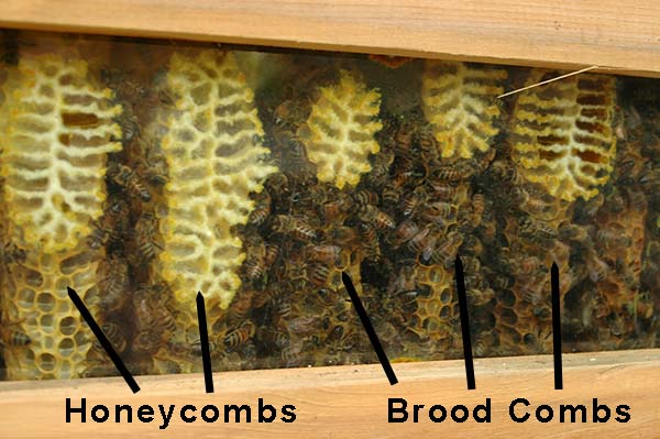 honey comb and brood comb placing spacers