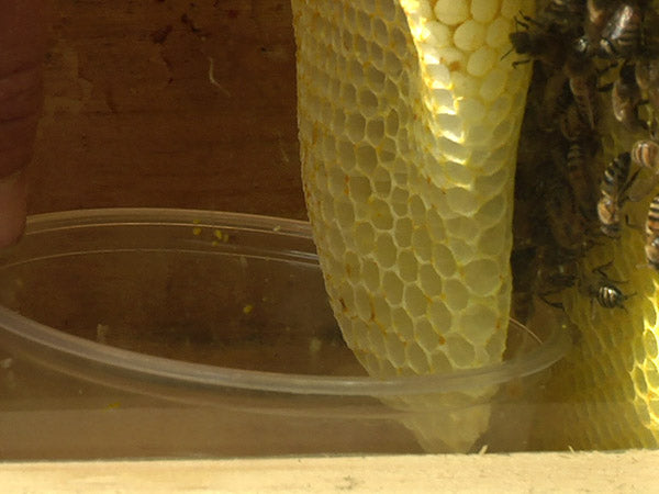 feeding-bees-dish-behind-last-comb