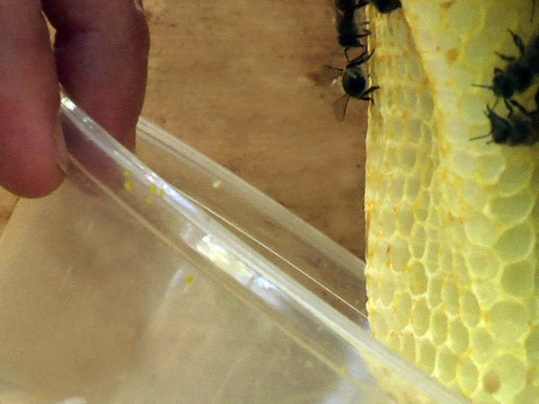placing the feeding dish behind the last comb of the hive