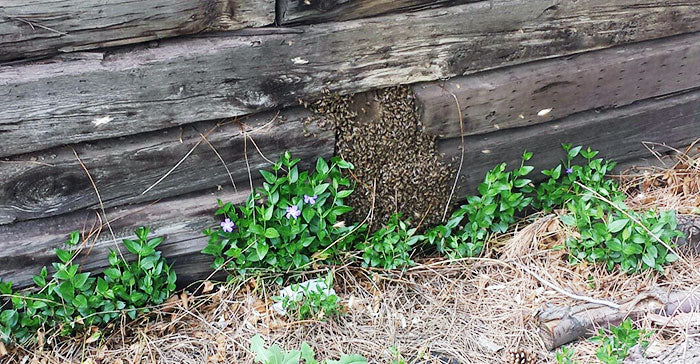 honey-bees-in-retaining-wall-