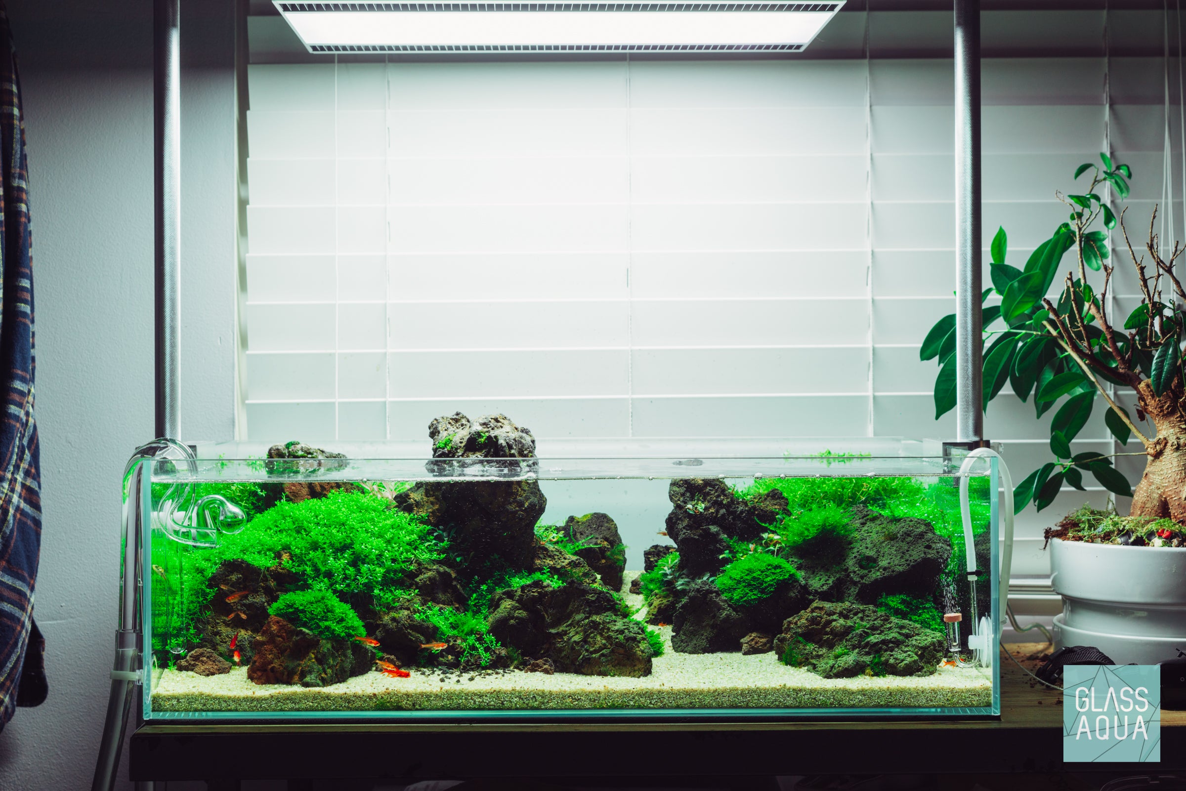 UNS 60S Shallow Planted Tank