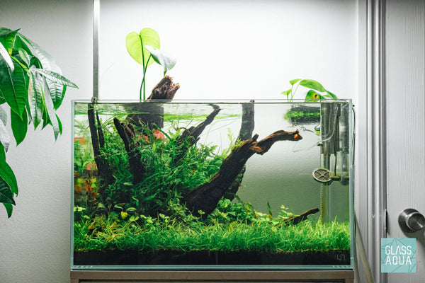 Lilaeopsis Novaezelandiae Micro Sword Aquarium Plant