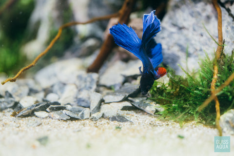 Seiryu Accent Stones Betta Fish Tank