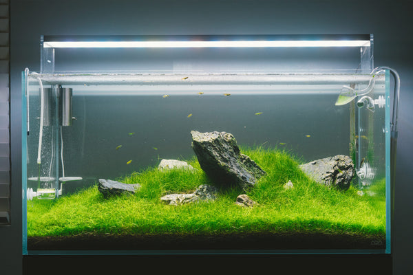 ADA 90-P Glass Aqua Planted Tank Aquarium