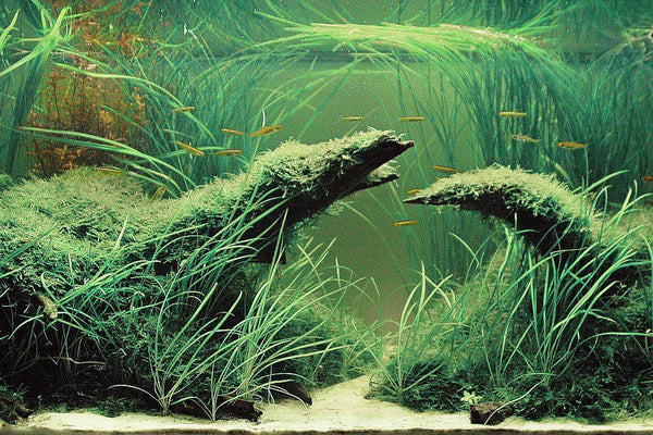 Glass Aqua Planted Tank Aquarium