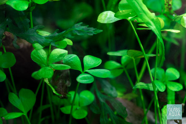 Marsilea Hirsuta Live Aquatic Plant