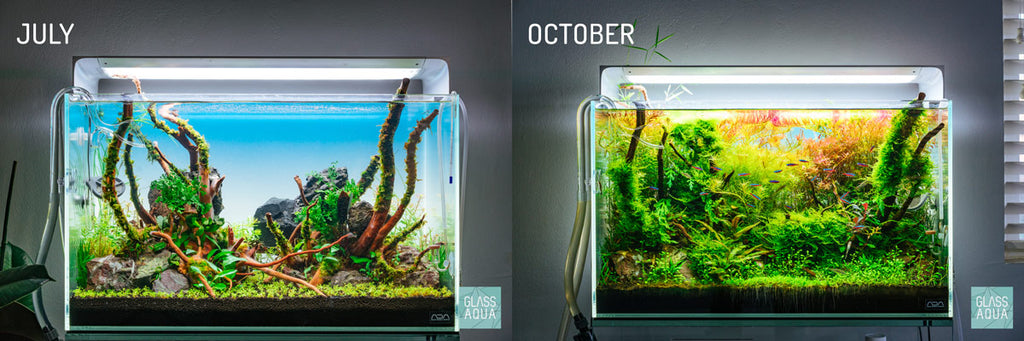 ONF Flat ONE LED Light Planted Aquarium Comparison