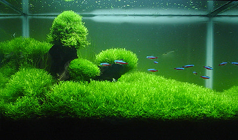 Riccia Fluitans Live Aquarium Plant