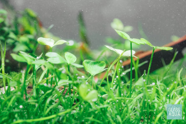 Marsilea Angustifolia 4-Leaf Clover Aquarium Plant