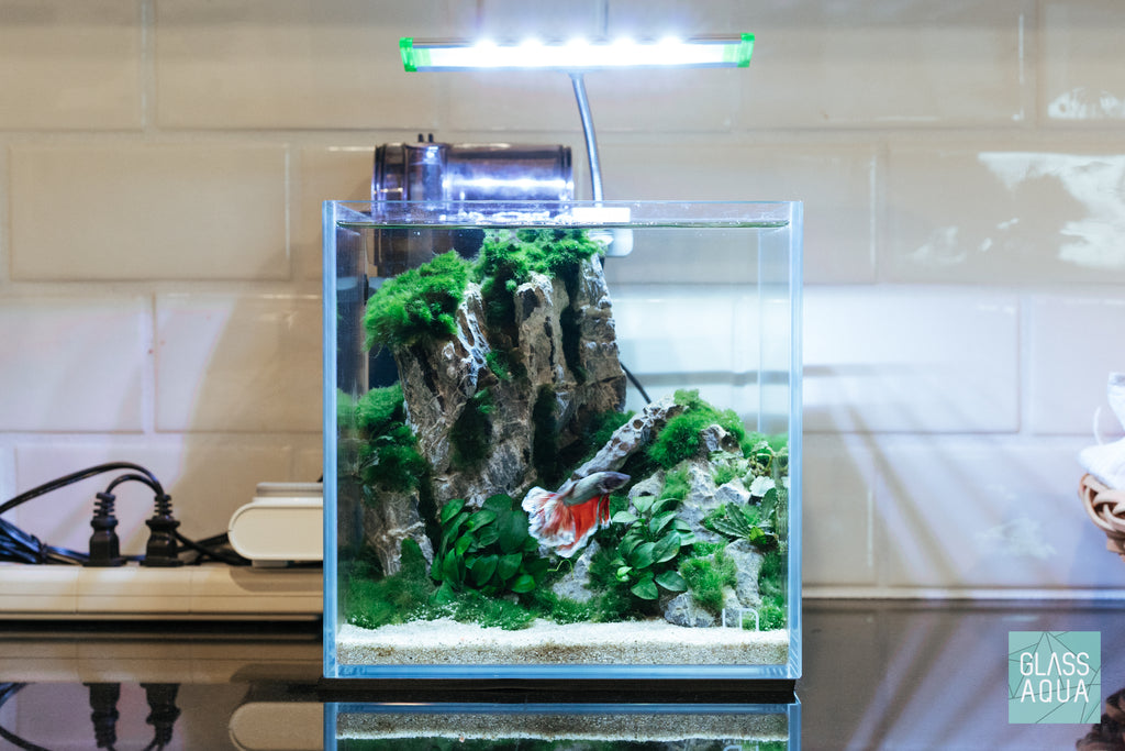 Planted Betta Fish Aquarium Tank