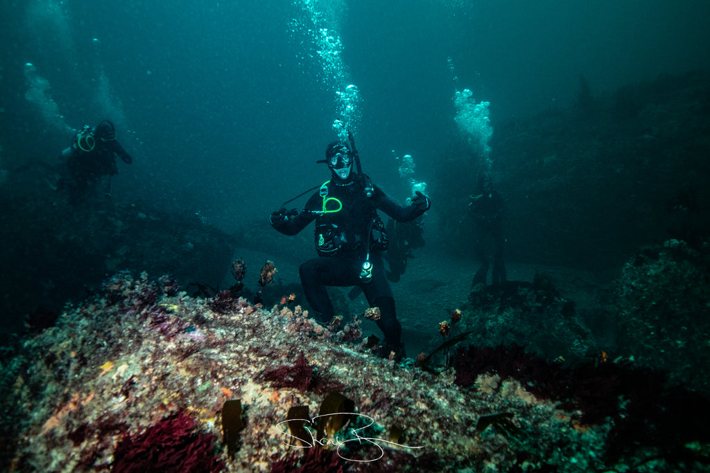 diving port arthur go dive tasmania