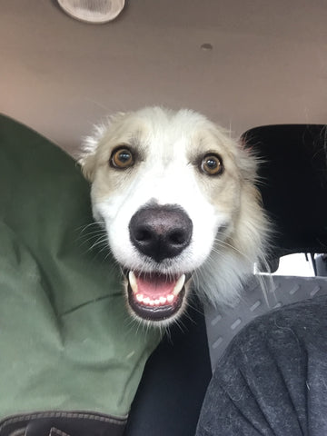 Toby Go Dive Tasmania Doggo in Car