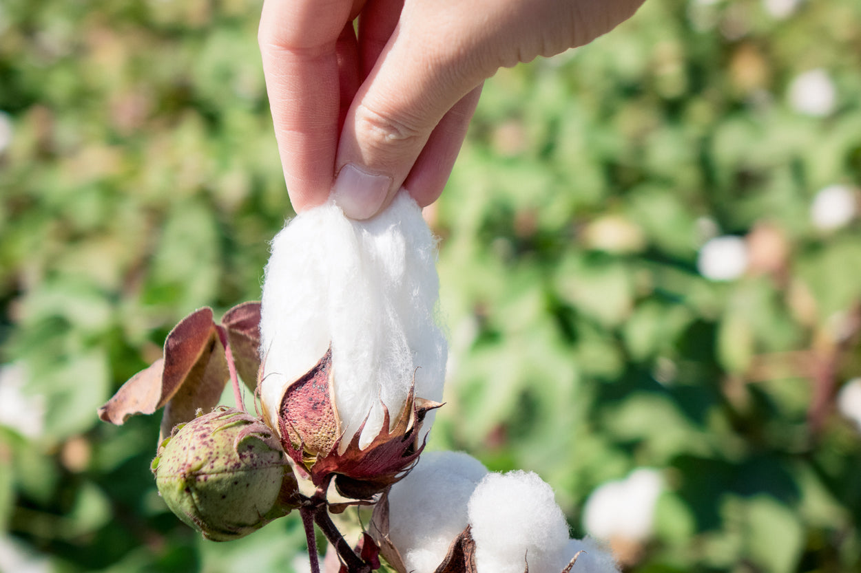hand picked organic cotton muslin