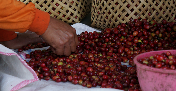 Identifikasi Teks Prosedur Pengolahan Biji Kopi Dengan Proses Kering 2670