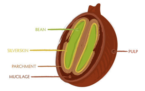 anatomi ceri kopi