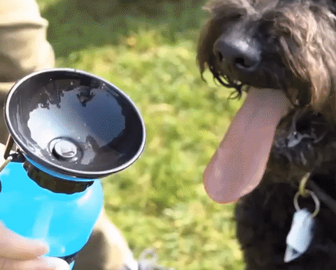 Squeeze Dog Bottle