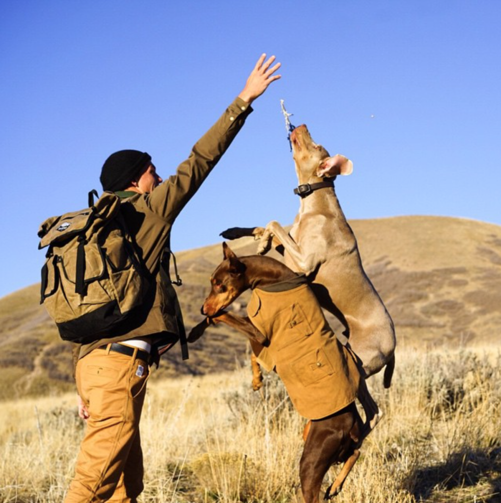 Dog jumping off another dog's back to get a treat.