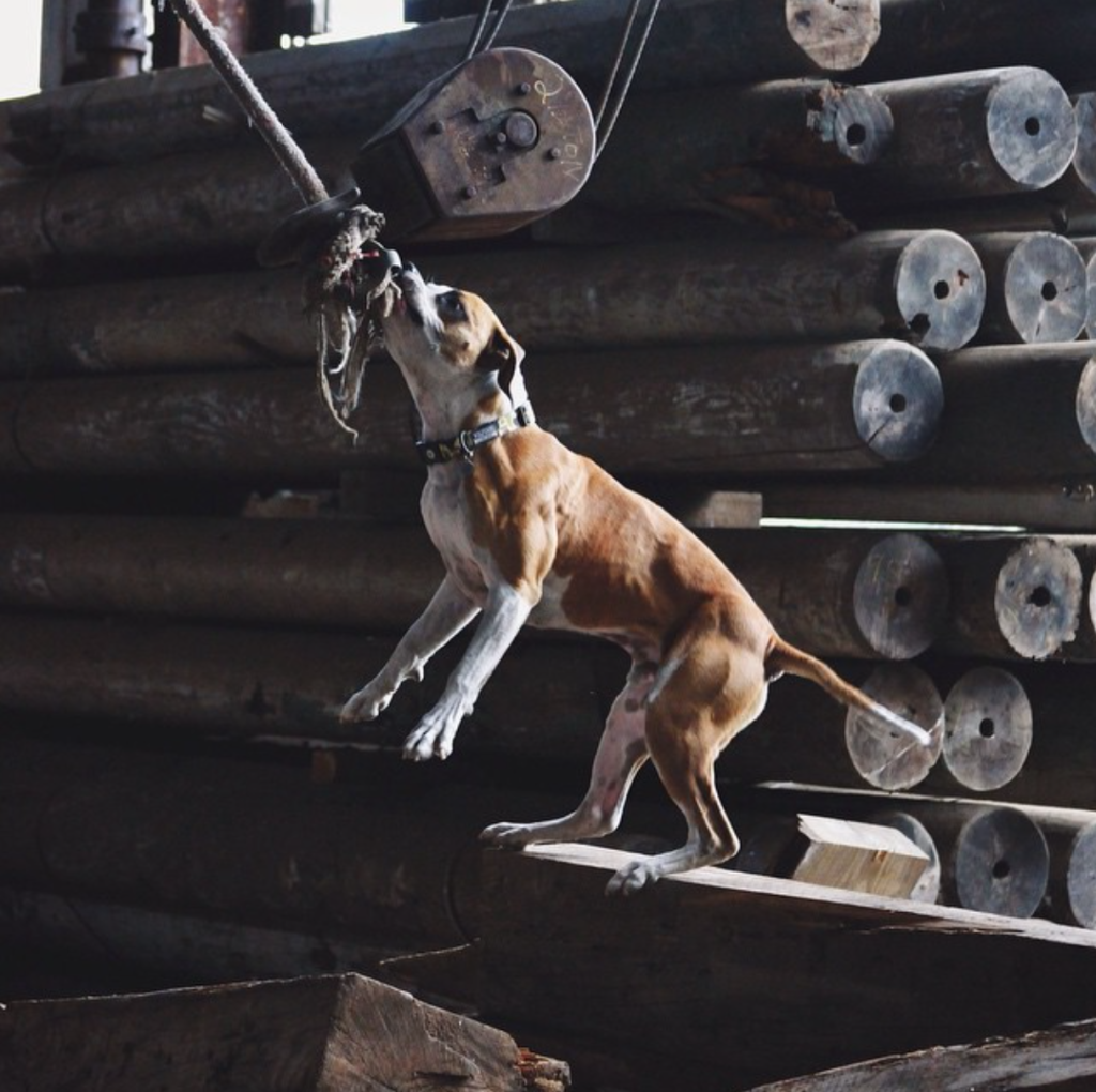 Dog tugging on rope in a junkyard.