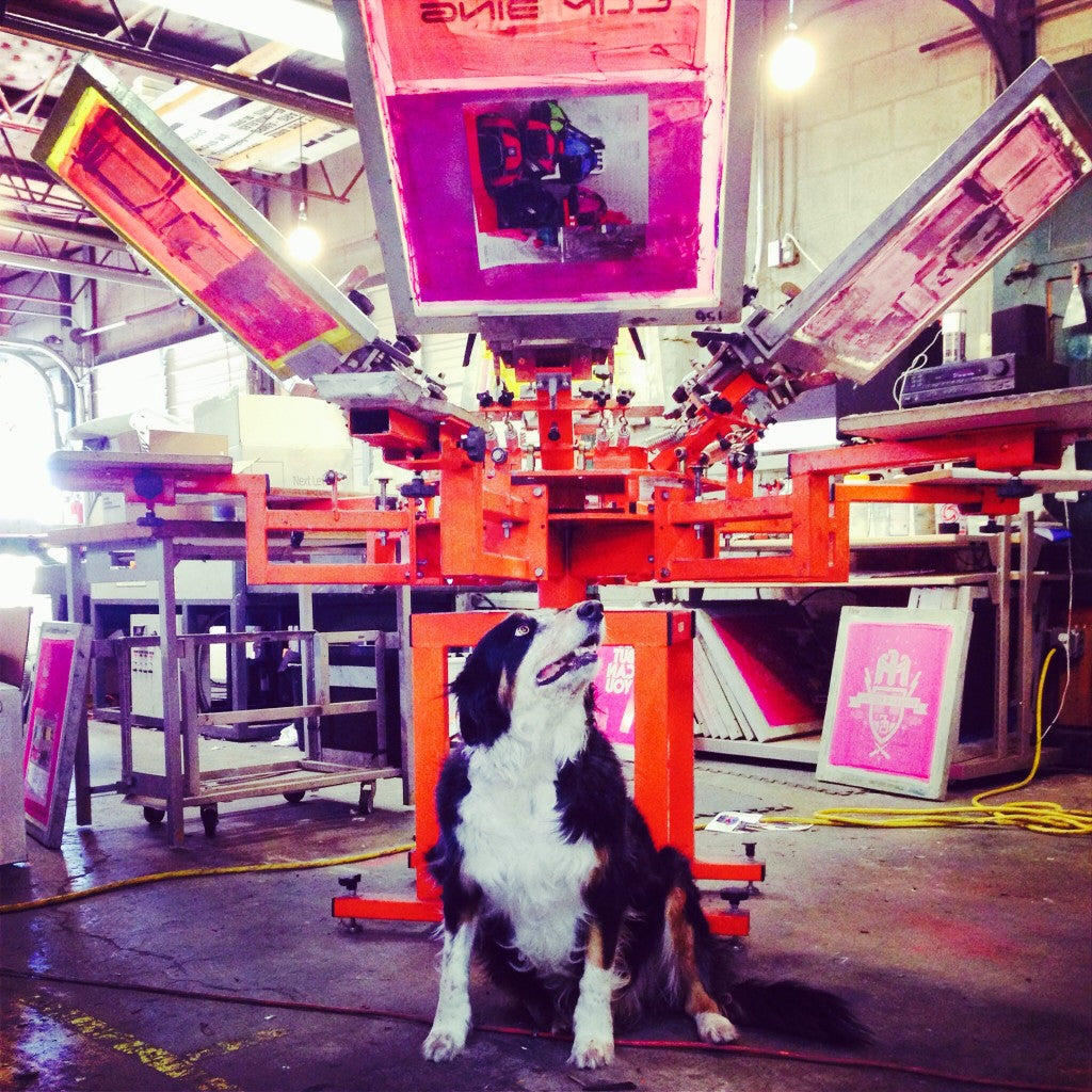 Mila the shop dog in the screen printing shop.
