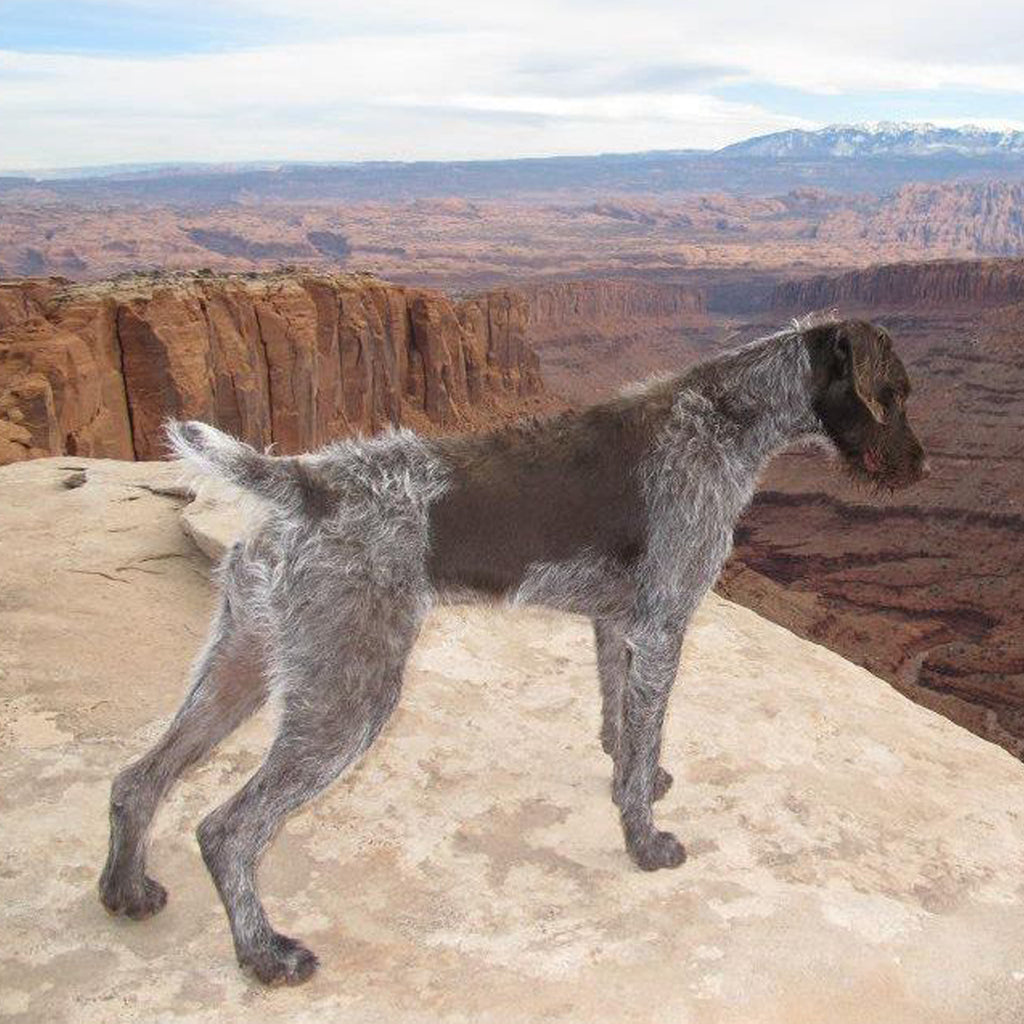 Forelle the dog overlooking a beautiful canyon in Utah.
