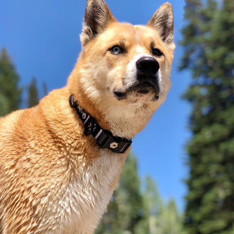 Erika's dog, Chai, the husky mix