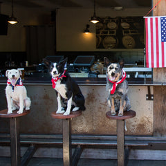 JD Platt's show dogs sitting on barstools in front of the American flag.