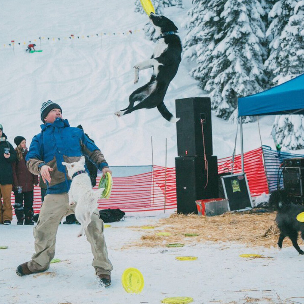 JD Platt in the snow with one of his show dogs flipping through the air to catch a frisbee.