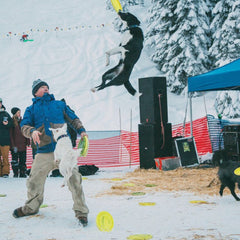 JD Platt's dog flying through the air with a frisbee.