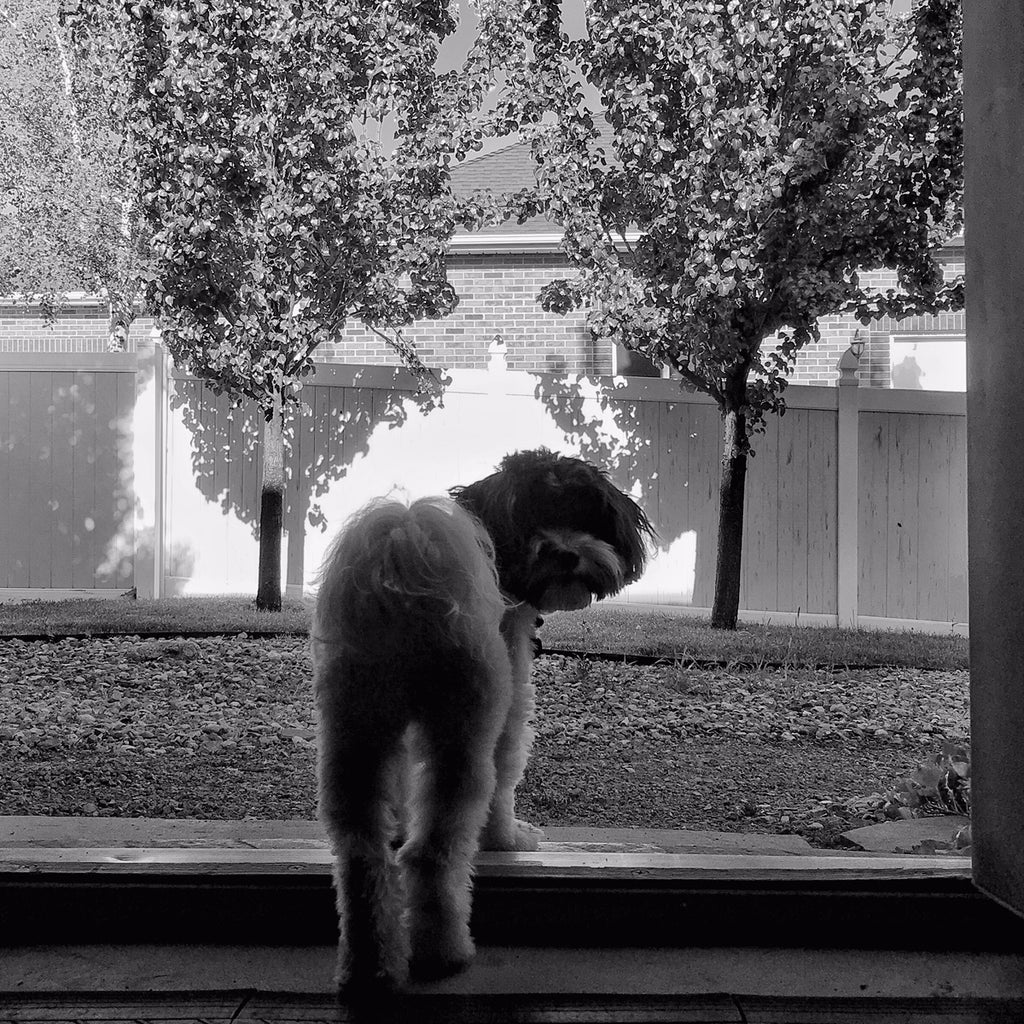 Black & white photo of Mozzy the dog standing in a doorway looking back.