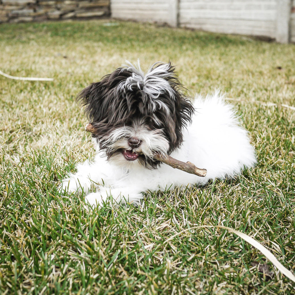 Mozzy on the grass playing with a stick.