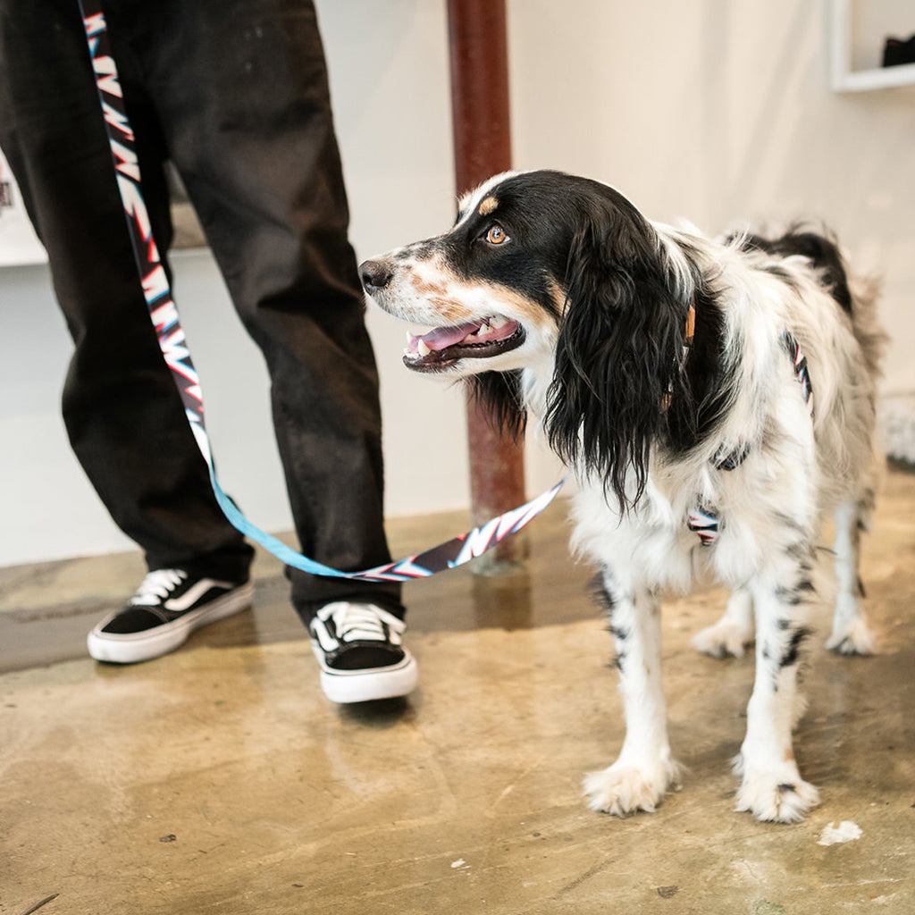 Pat Moore's dog, Murphy, standing with a Block43 leash and collar on.