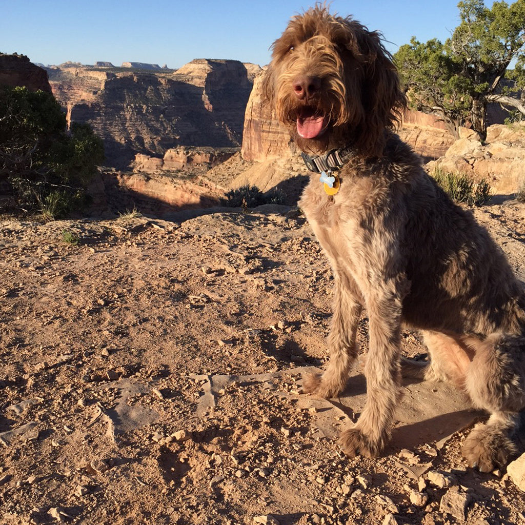 Juno the dog in a beautiful canyon setting in Utah.