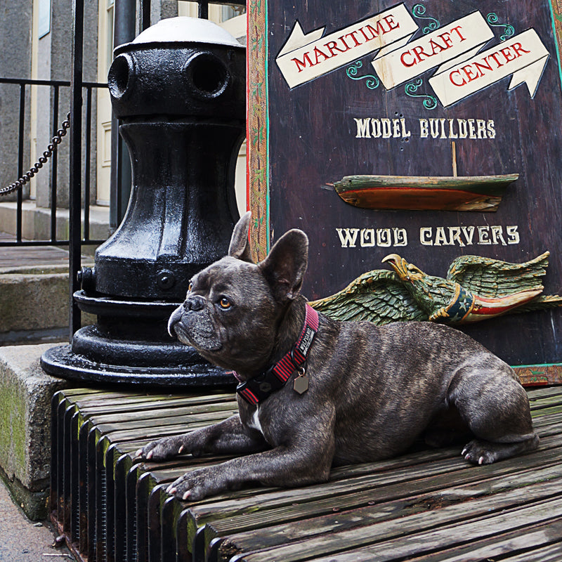 Nixon the french bulldog on wooden deck in NYC.