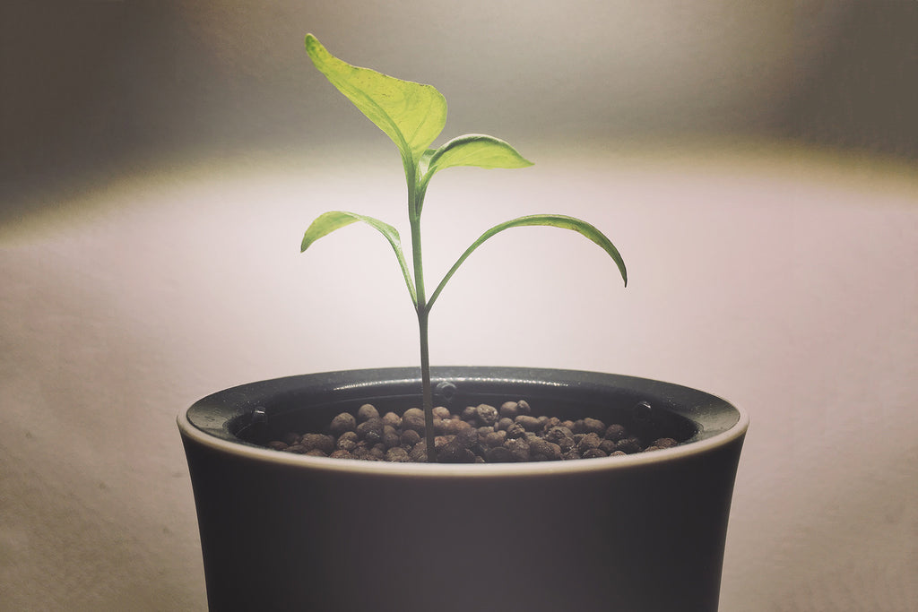 seedling