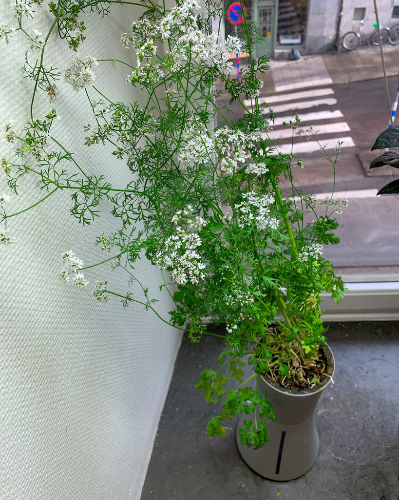Coriander or cilantro flowering (how it's not suposed to look) 