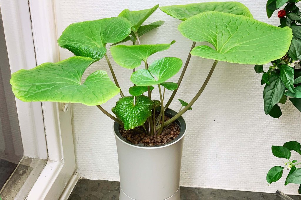 Our Wasabi plant after a few months growth