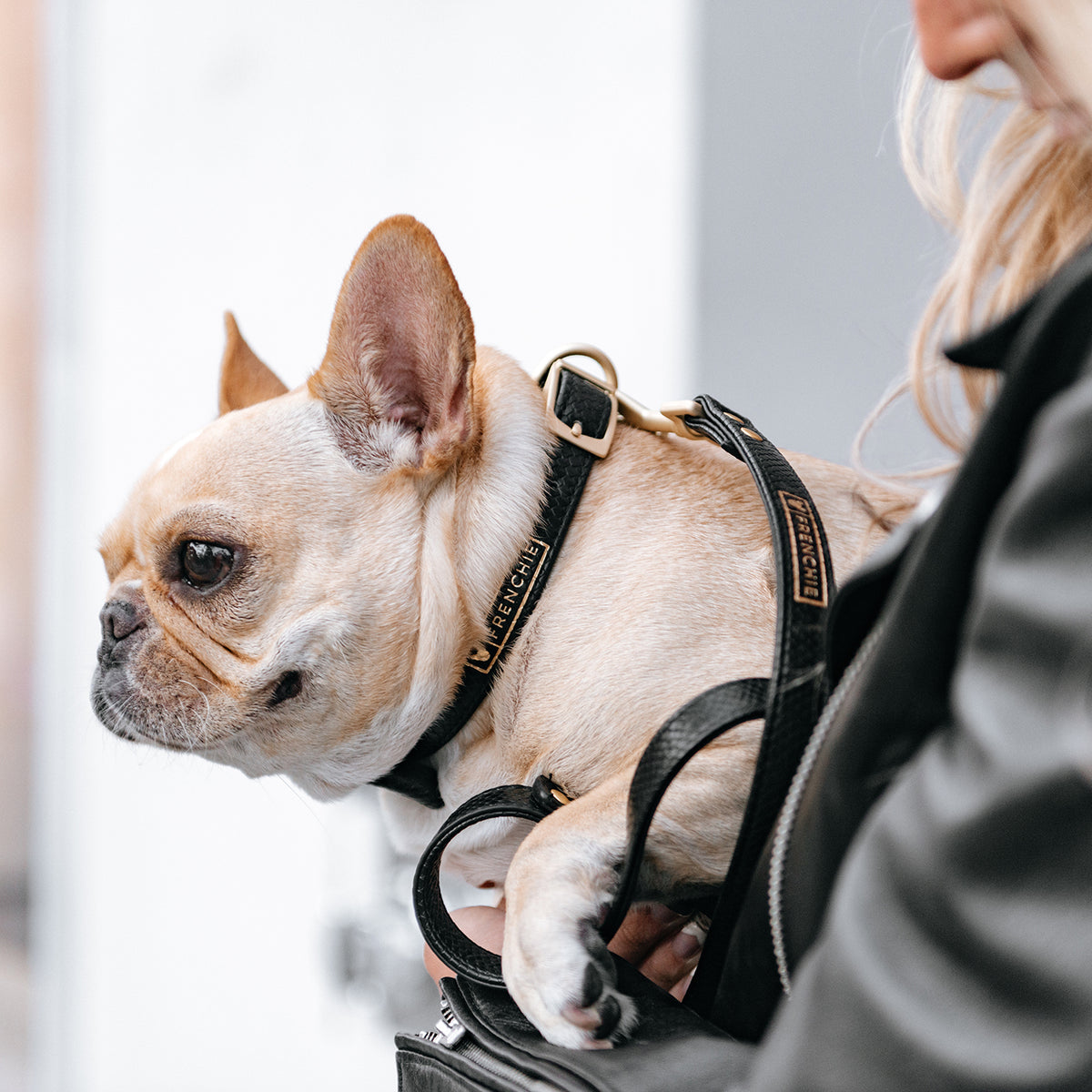 frenchie croc charm