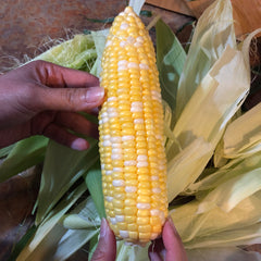 shucked corn