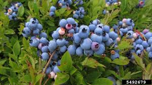 blueberry north carolina appalchian grown
